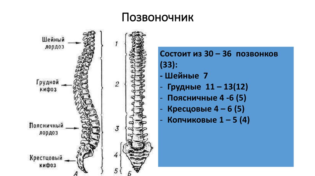 Сколько шейных позвонков. Диаметр позвонка l5. Размер позвонка l3 взрослого человека в см. Размер позвонка l5. Скелет позвоночника состоит из 30 позвонков.