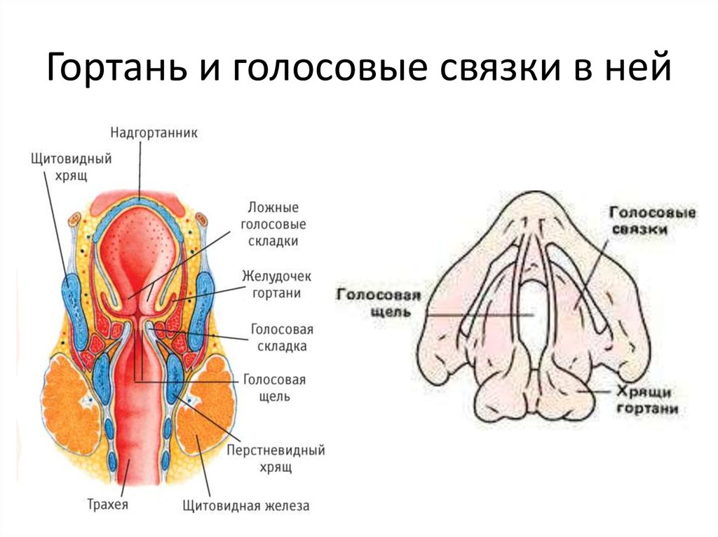 Между голосовыми связками голосовая. Строение гортани голосовые связки. Расположение ложных голосовых связок. Гортань строение анатомия голосовые связки. Строение истинных голосовых связок.