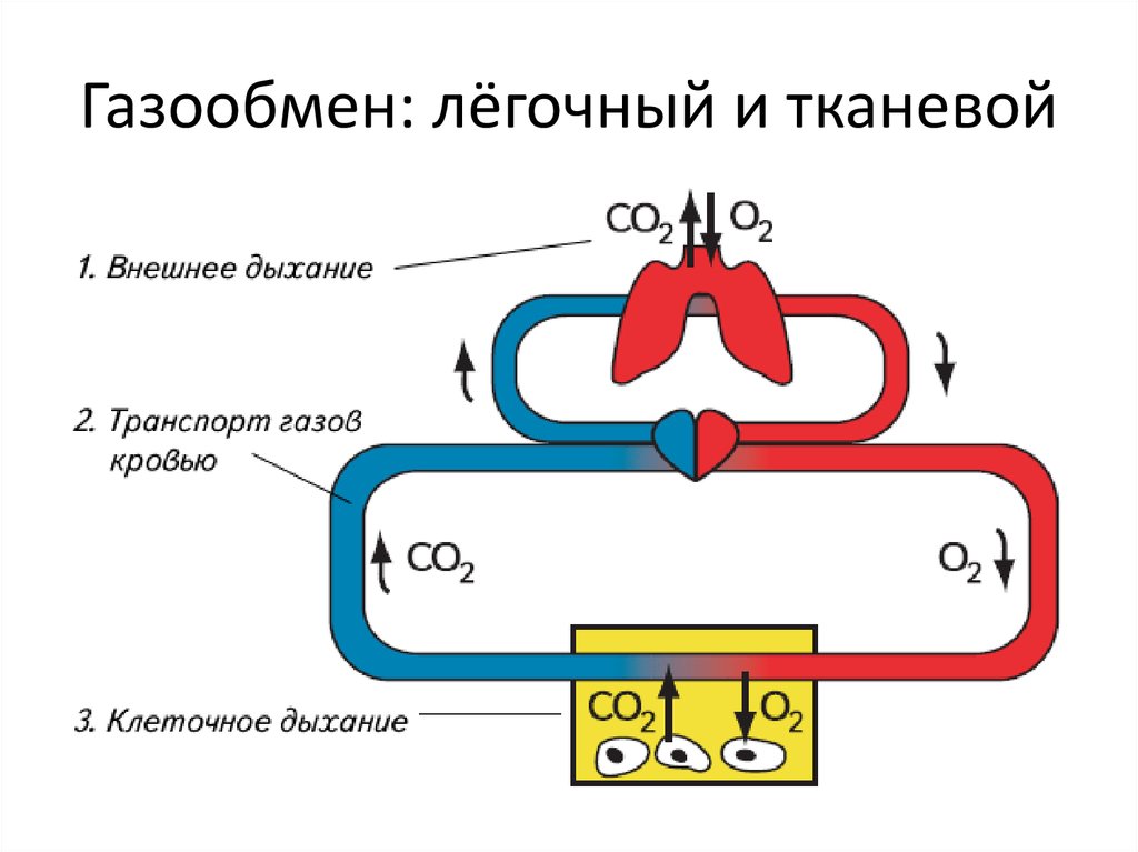 Схема тканевого дыхания