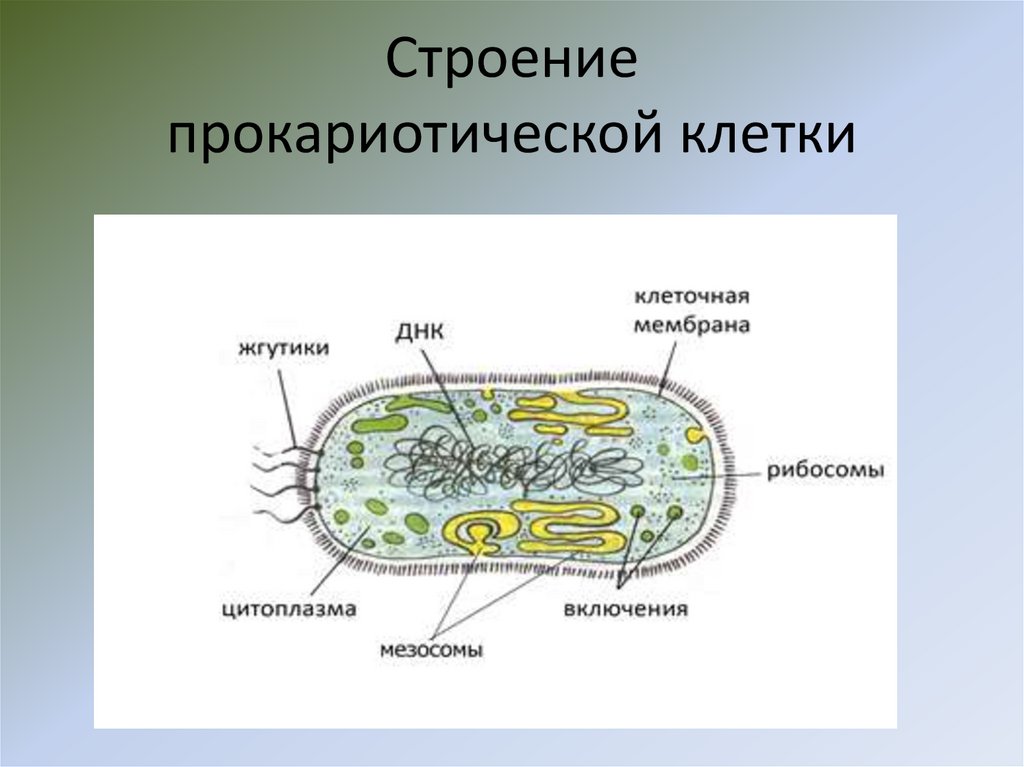 Прокариоты ответ 3. Основные части прокариотической клетки. Строение клетки прокариот. Строение бактериальной клетки прокариот. Структура прокариотной клетки.