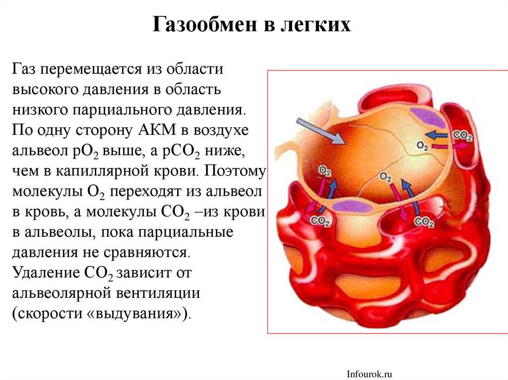 Выполняет функцию газообмена. Газообмен в альвеолах и тканях. Газообмен в альвеолах. Газообмен в альвеолах легких. Газообмен в альвеолах физиология.