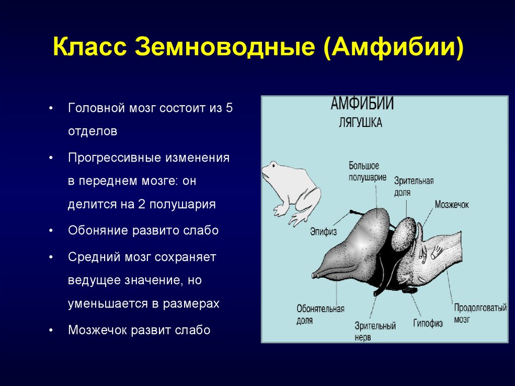 Средний мозг у земноводных