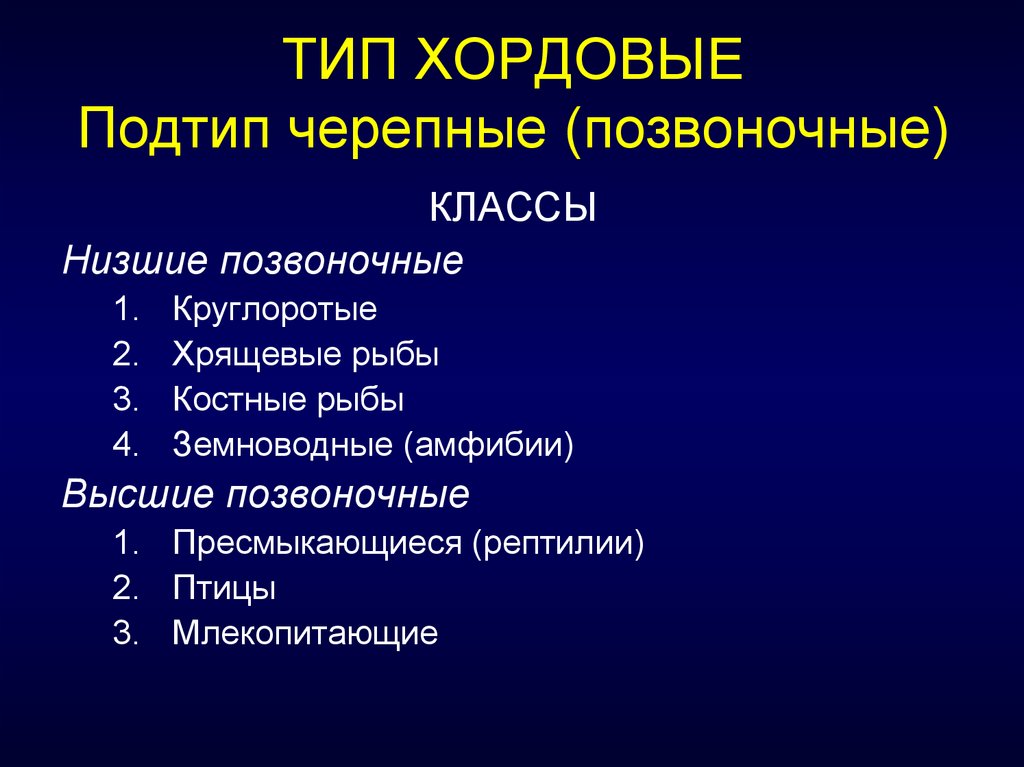 Тип хордовые 7 класс презентация общая характеристика