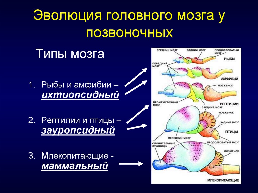 Эволюция головного мозга рыб. Типы мозга у позвоночных. Типы головного мозга позвоночных таблица. Эволюция отделов головного мозга позвоночных. Этапы эволюции головного мозга позвоночных.