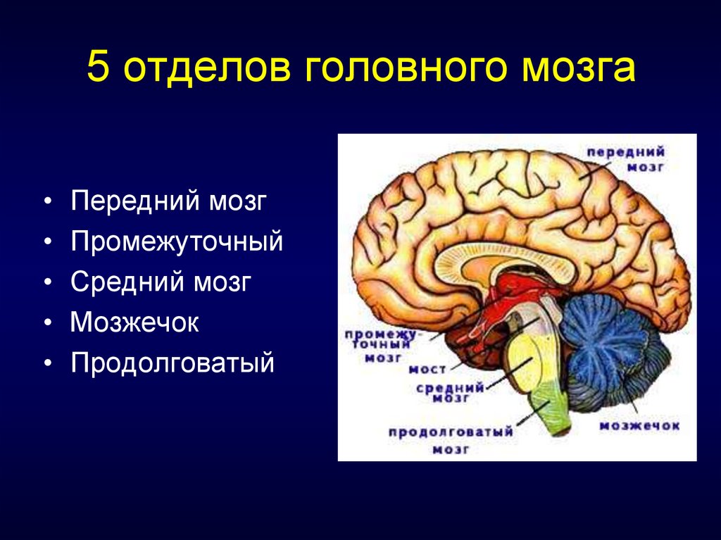 К какому классу относят животных строение головного мозга которых показано на рисунке 3