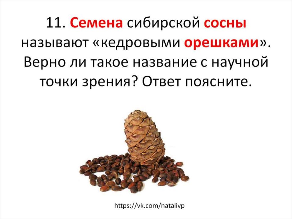 Как в науке называется дерево кедровые орехи. Семена сибирской сосны называют кедровыми орешками верно. Семена сосны сибирской. Семена сосны называются. Строение семени сосны сибирской.