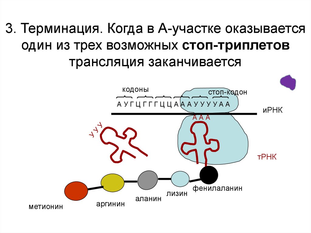 Эукариоты наследственная информация. Реализация генетической информации схема. Схема реализации генетической информации у эукариот.