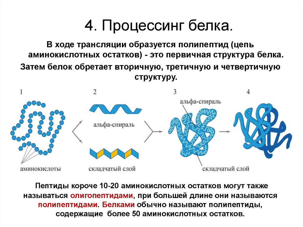 Процессинг синтез. Этапы биосинтеза белка процессинг. Процессинг белка. Процесс образования белков. Образование структур белка.