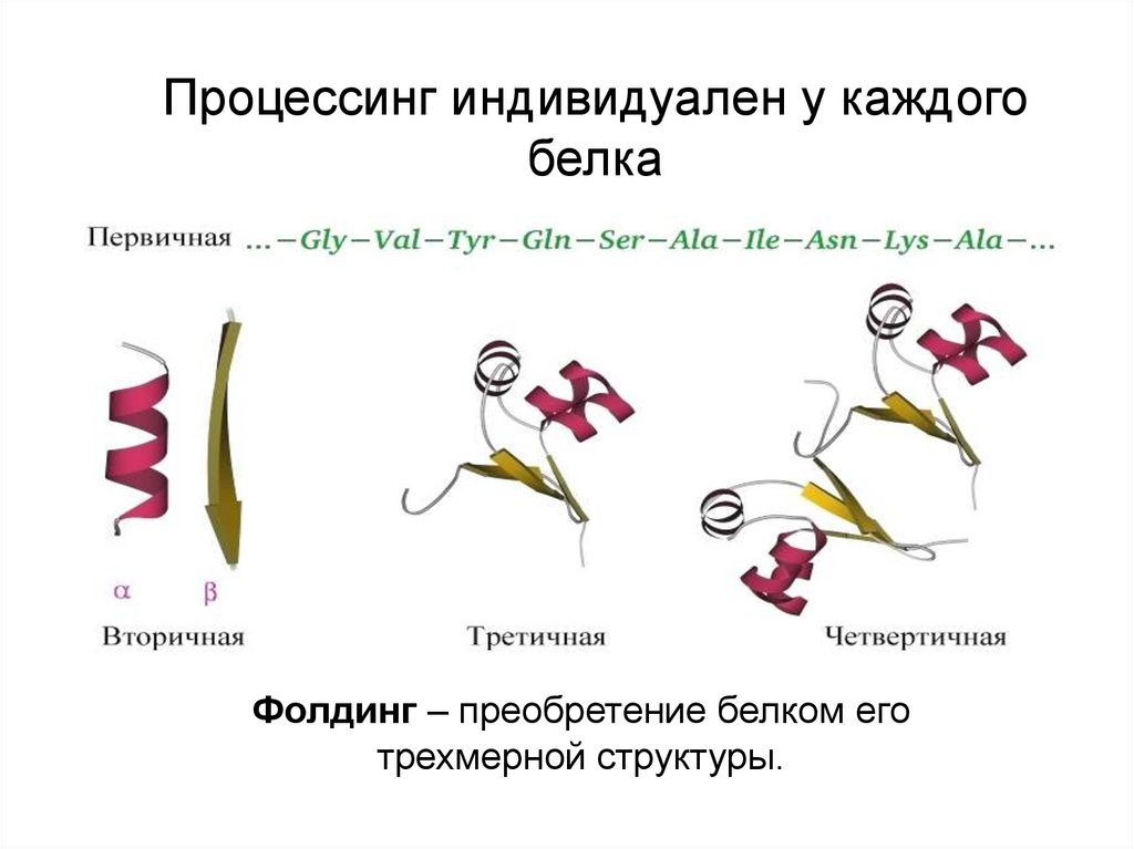 Селект процессинг. Реакции процессинга белков. Процессинг белка. Этапы фолдинга белка.