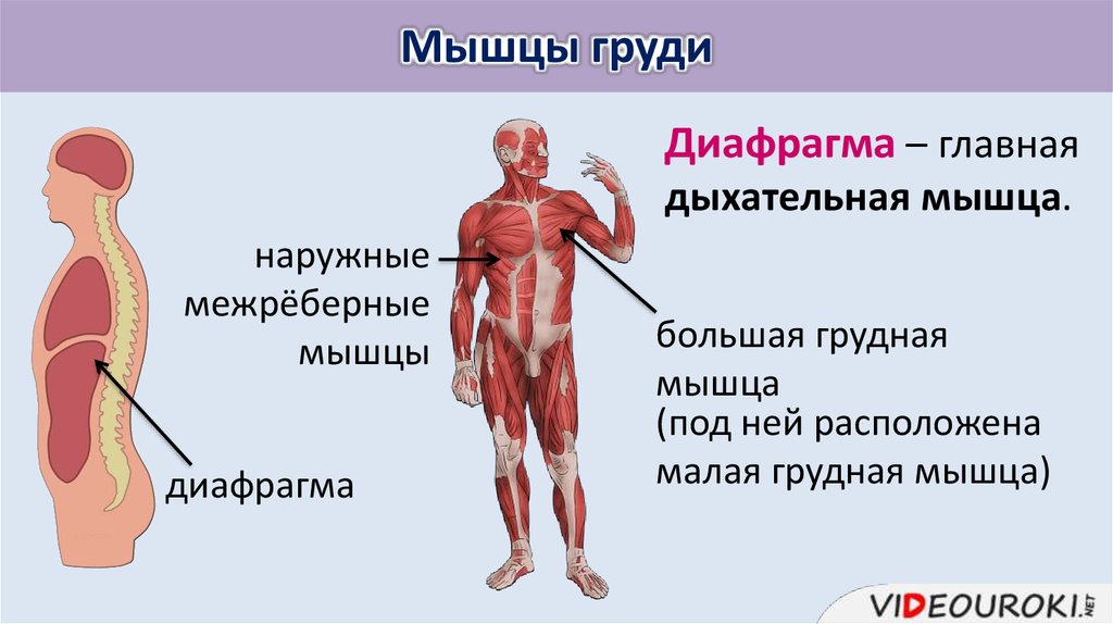 Какой буквой на рисунке обозначена дыхательная мышца диафрагма