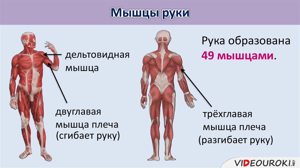 Что значит мышцы. Мышцы их строение и работа. Типы мышц их строение и значение. Виды мышц презентация. Мышцы типы мышц их строение и значение.