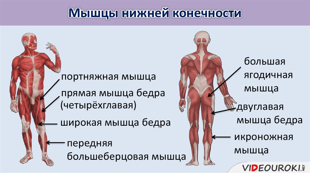 Укажите функции мышечной системы. Мышцы туловища и конечностей 8 класс биология. Строение человека мышцы анатомия. Строение мышц 8 класс биология. Мышечная система человека анатомия 8 класс.
