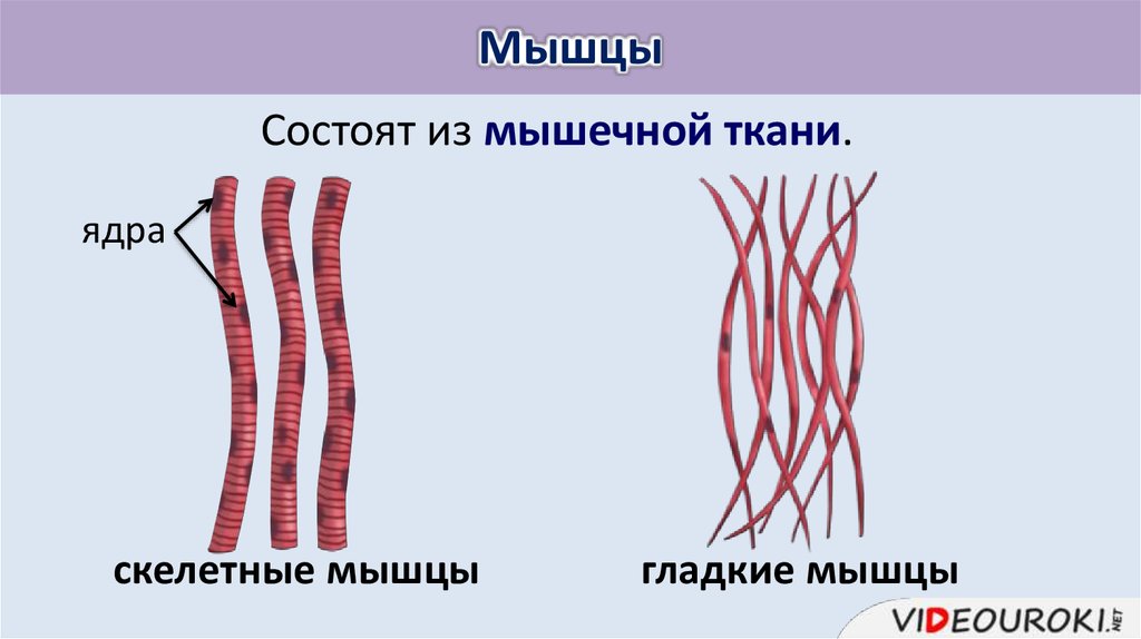 Мышечная ткань обладает способностью