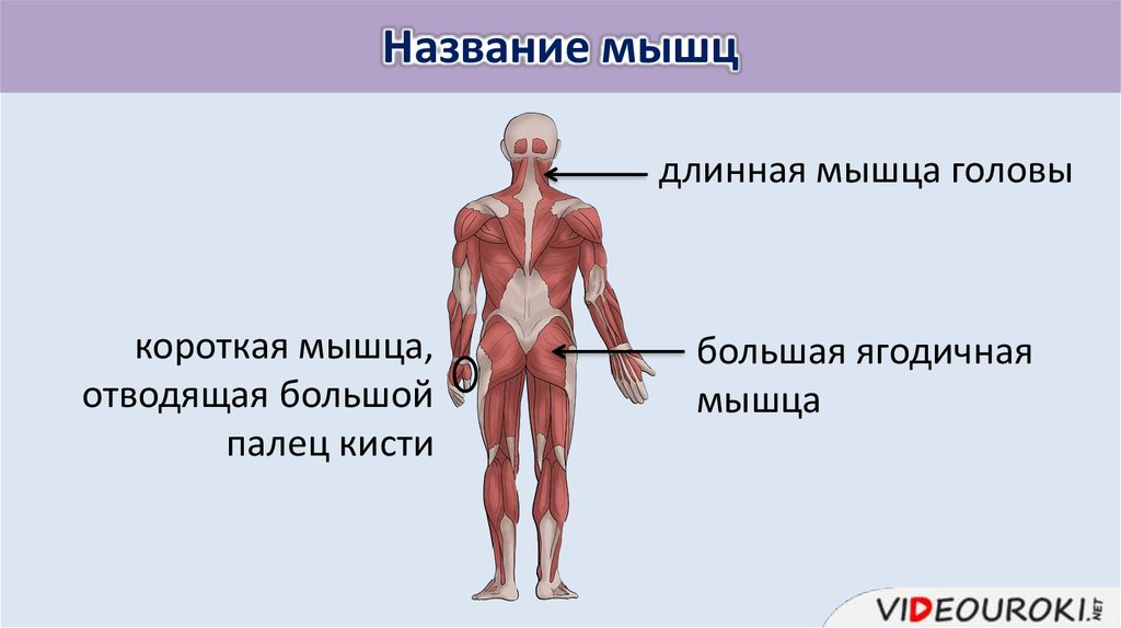 Мышечный тип. Мышцы типы мышц их строение и значение. Самая длинная мышца человека. Длинная мышца отводящая большой. Где находятся короткие мышцы.