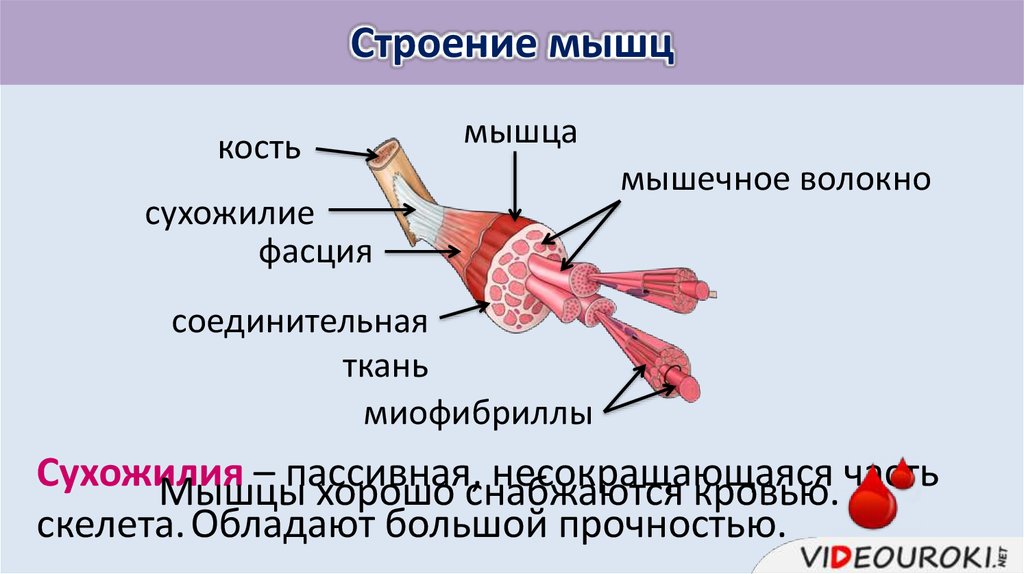 К опорному аппарату мышечного волокна относят