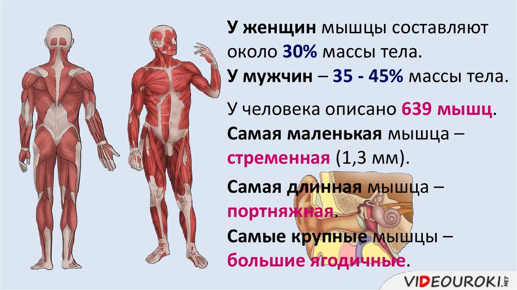 Тело насколько. Органы и мышцы человека. Мышцы на теле человека. Самая большая мышца в орг. Мышцы в человеческом теле.