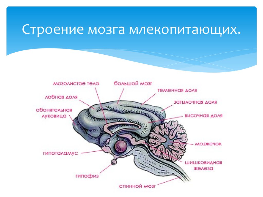 Особенности строения мозга млекопитающих