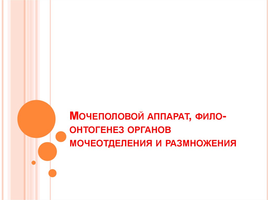 Фило и онтогенетический. Фило и онтогенез внутренних органов. Фило- и онтогенез органов дыхания. Реферат разработка SN В фило - и онтогенезе. Фило и онтогенез сна что это.