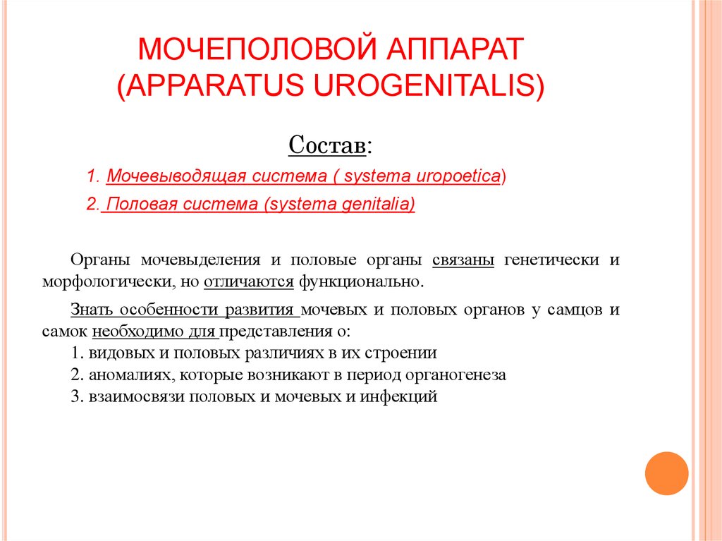 МОЧЕПОЛОВОЙ АППАРАТ (APPARATUS UROGENITALIS)