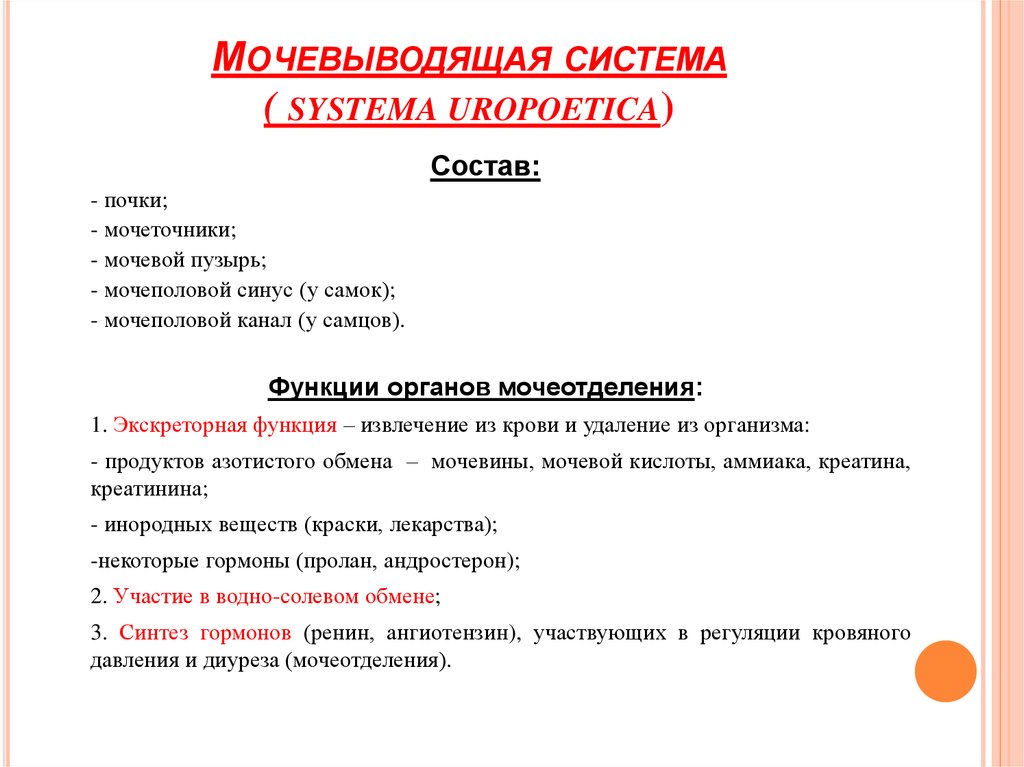 Мочевыводящая система ( systema uropoetica)