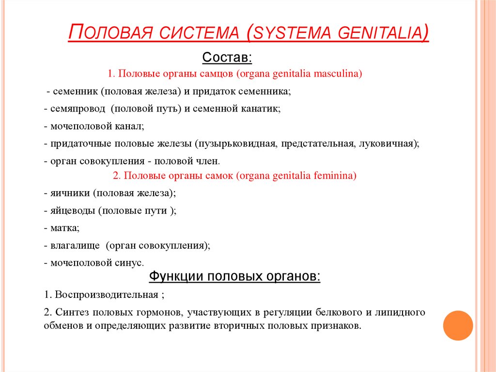Половая система (systema genitalia)