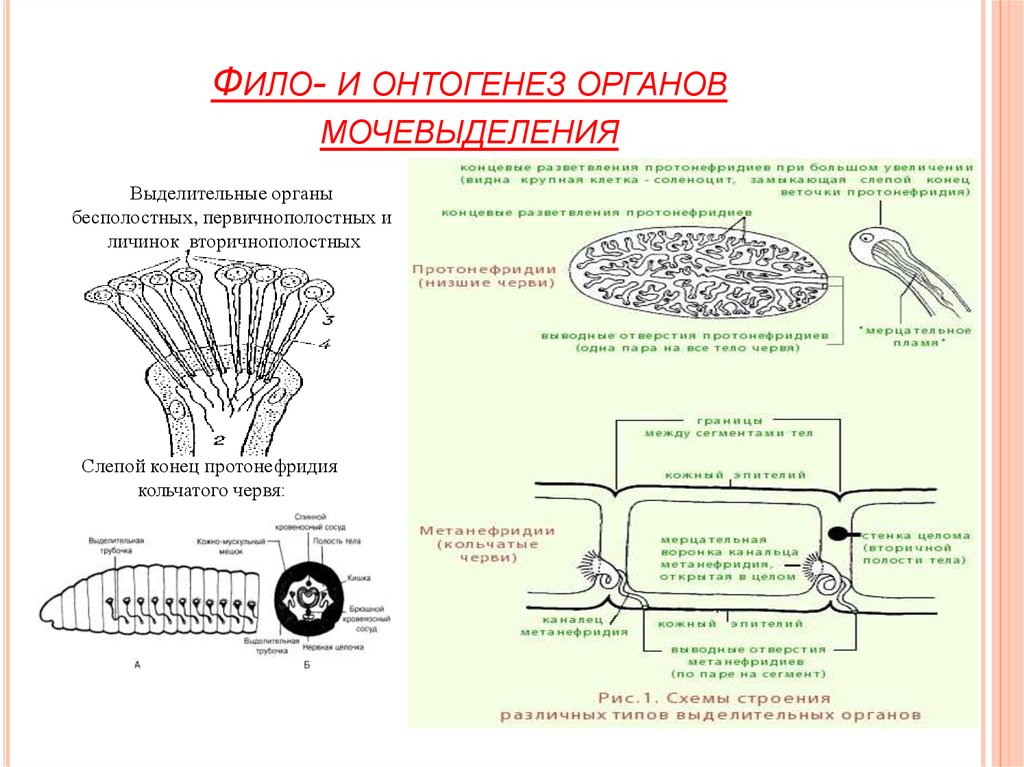Процессы онтогенеза животных схемы