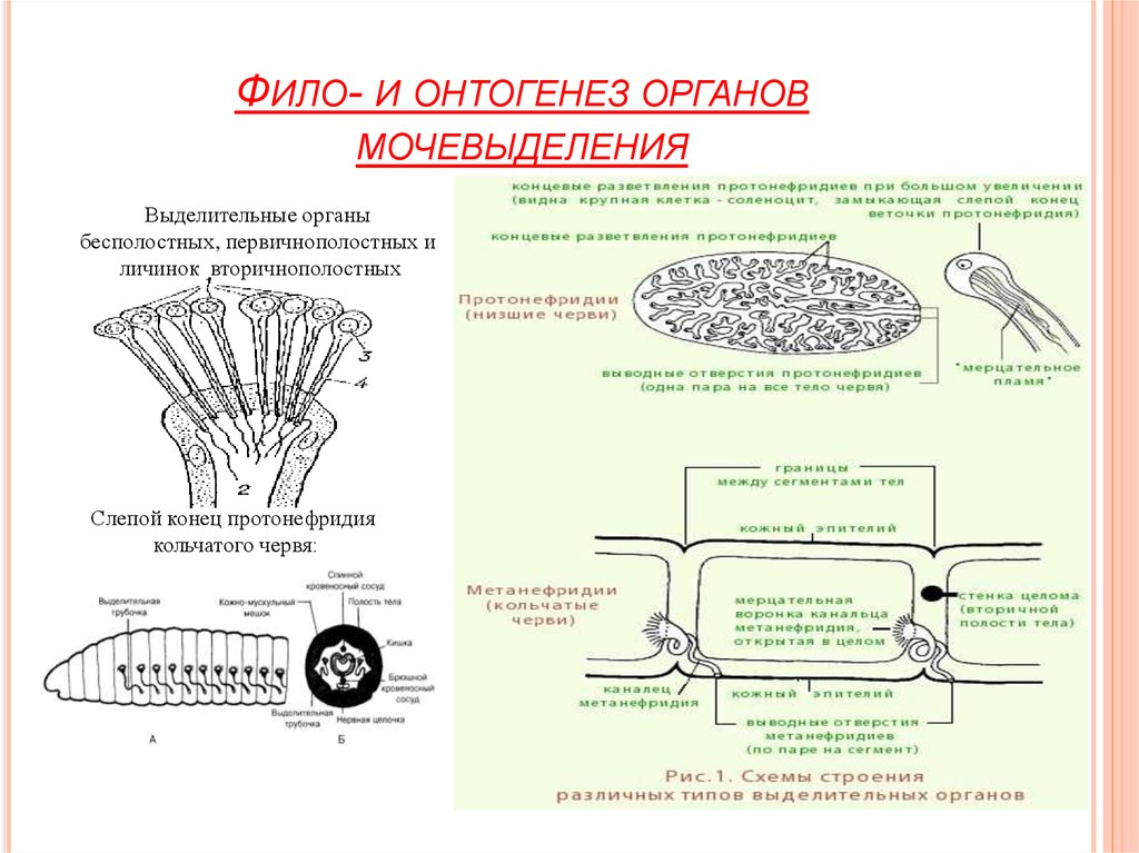 На рисунке изображена схема одного из процессов онтогенеза животных