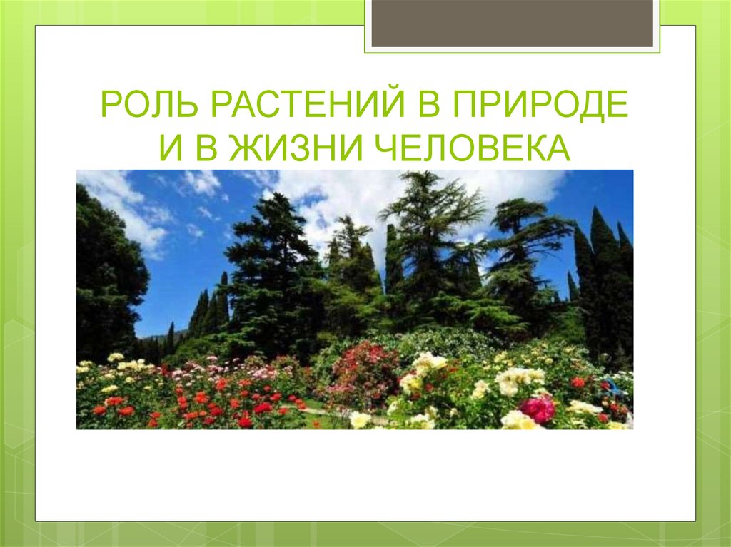 Роль растений в природе и жизни человека. Роль технических растений в природе. Техническая роль растений. Роль высших растений в жизни человека в природе.