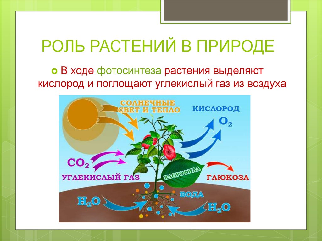 Какое значение растений в природе кратко. Роль фотосинтеза 6 класс биология схема. Коль растений в природе. Роль растений в природе. Роль опмтений в природе.