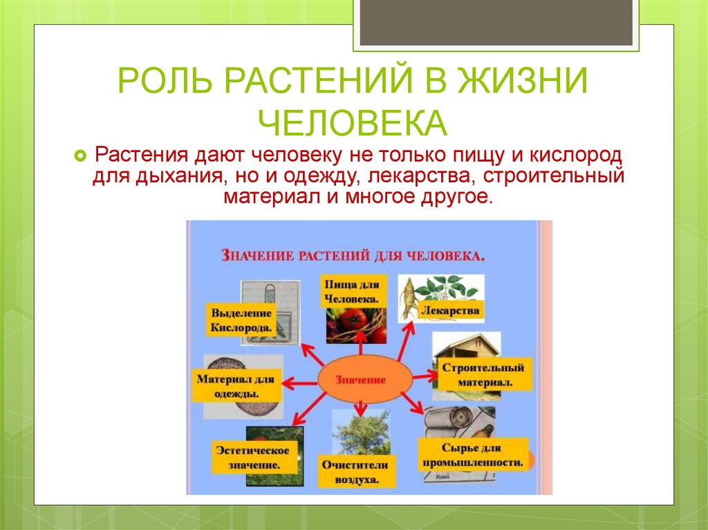 Какова роль растений в оздоровлении