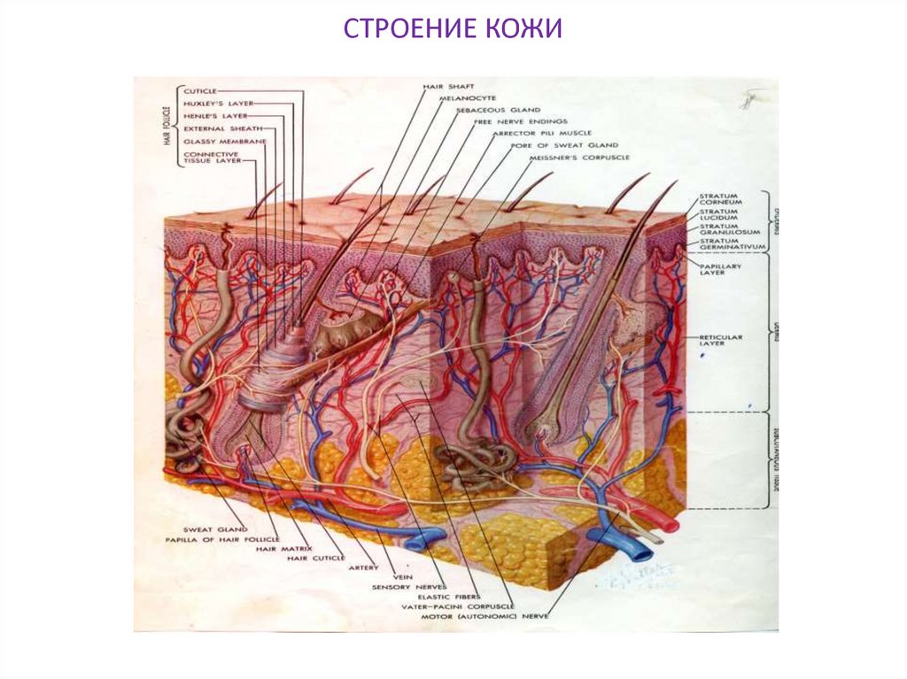 Кожа животных схема