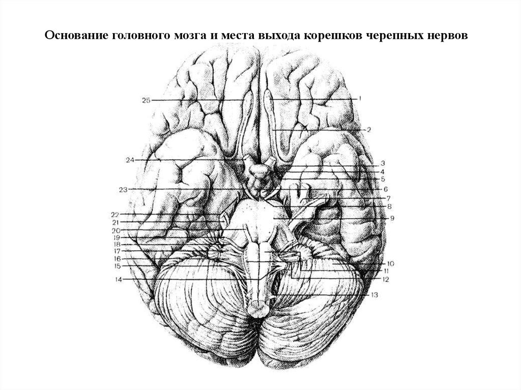 Место выхода нерва из мозга. Основание головного мозга и места выхода Корешков черепных нервов. Черепные нервы нижняя поверхность головного мозга. Основание головного мозга и места входа Корешков черепных НЕРВОО. Топография Корешков черепных нервов на основании головного мозга.