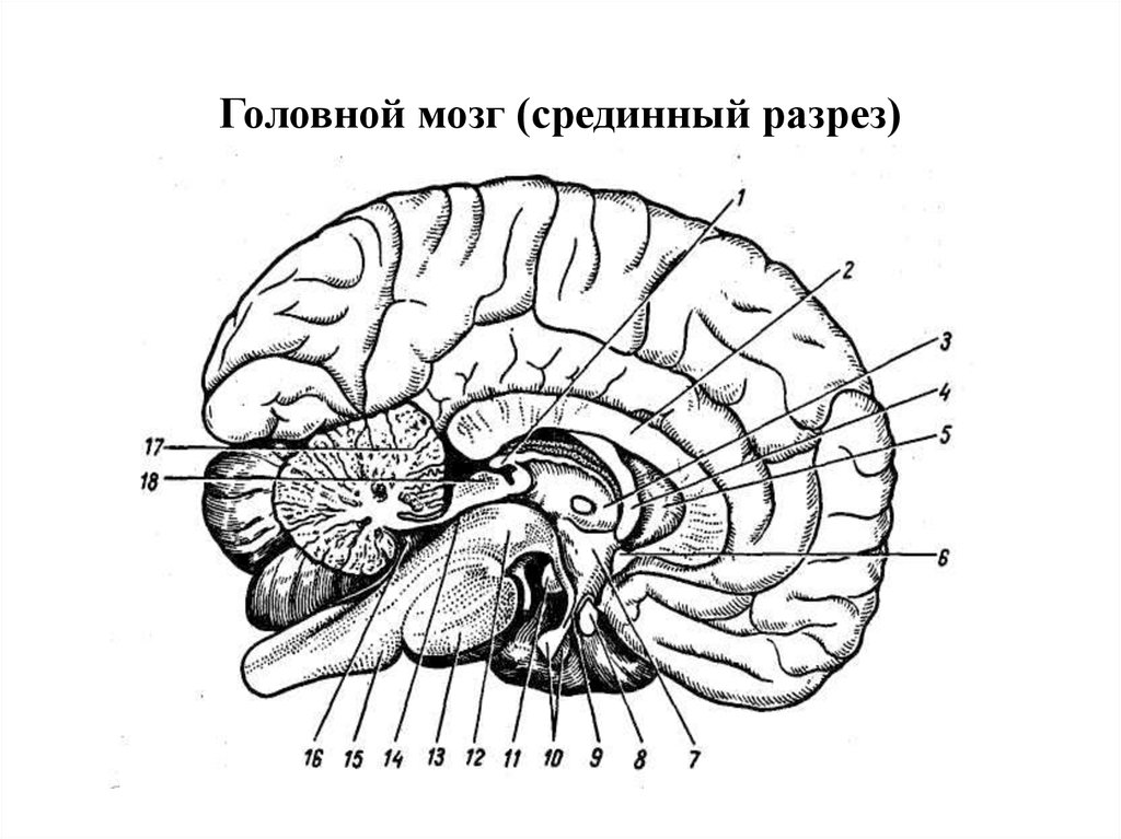 Отделы мозга рисунок. Отделы головного мозга на сагиттальном разрезе. Головной мозг в разрезе анатомия. Срединный Сагиттальный разрез головного мозга. Головной мозг собаки в сагиттальном разрезе.