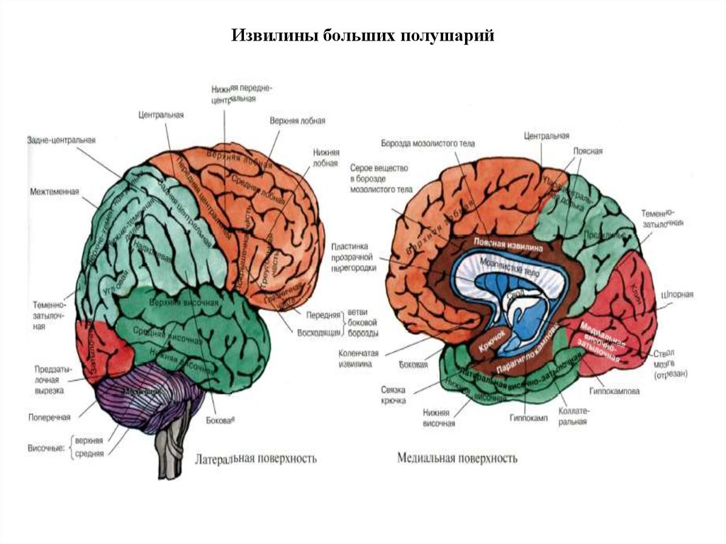 Кора больших полушарий головного мозга гистология рисунок
