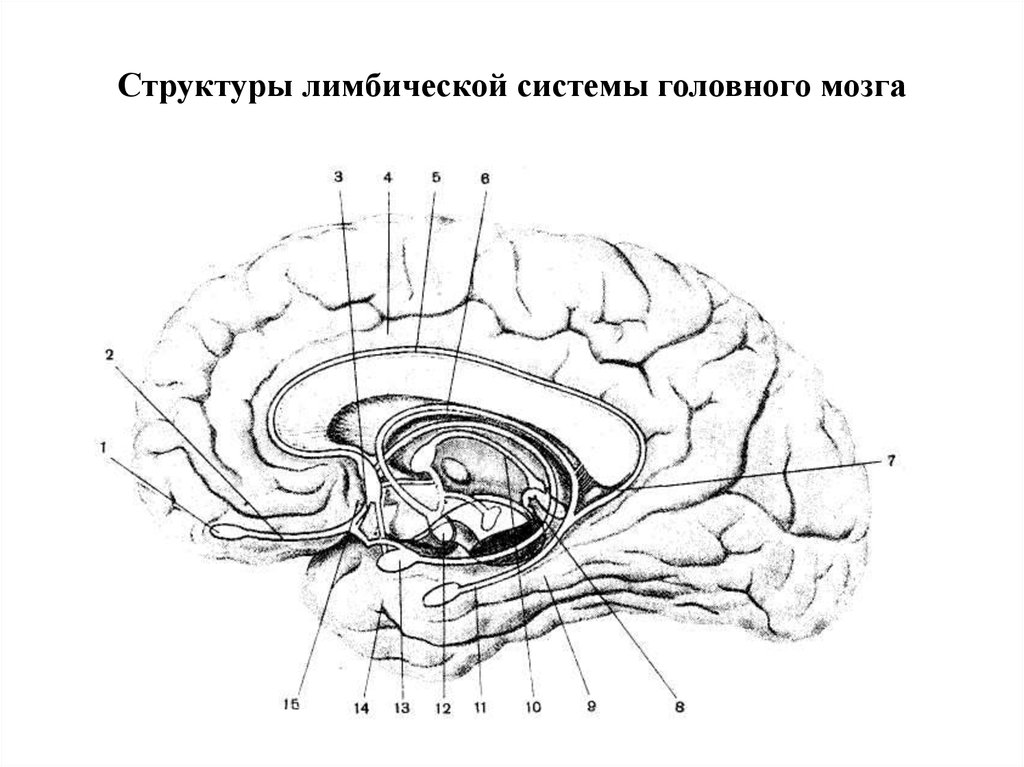 Лимбическая структура мозга. Структуры лимбической системы головного мозга. Строение мозга лимбическая система. Структуры лимбической системы головного мозга схема. Строение лимбической системы головного мозга схема.