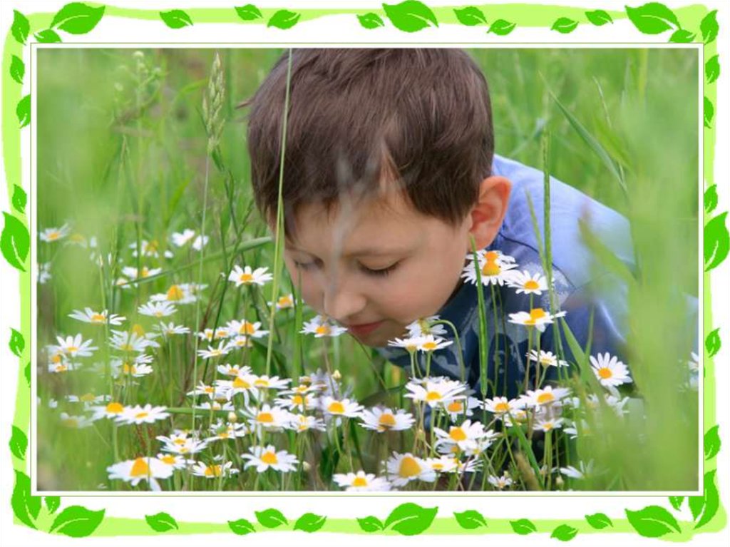 Детские песни ромашковое поле. Ромашка для детей. Мальчик с ромашкой. Мальчик с полевыми цветами. Собирать цветы.