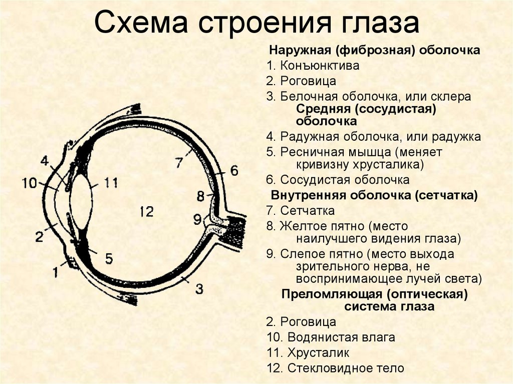 Таблица строение глаза 8 класс биология
