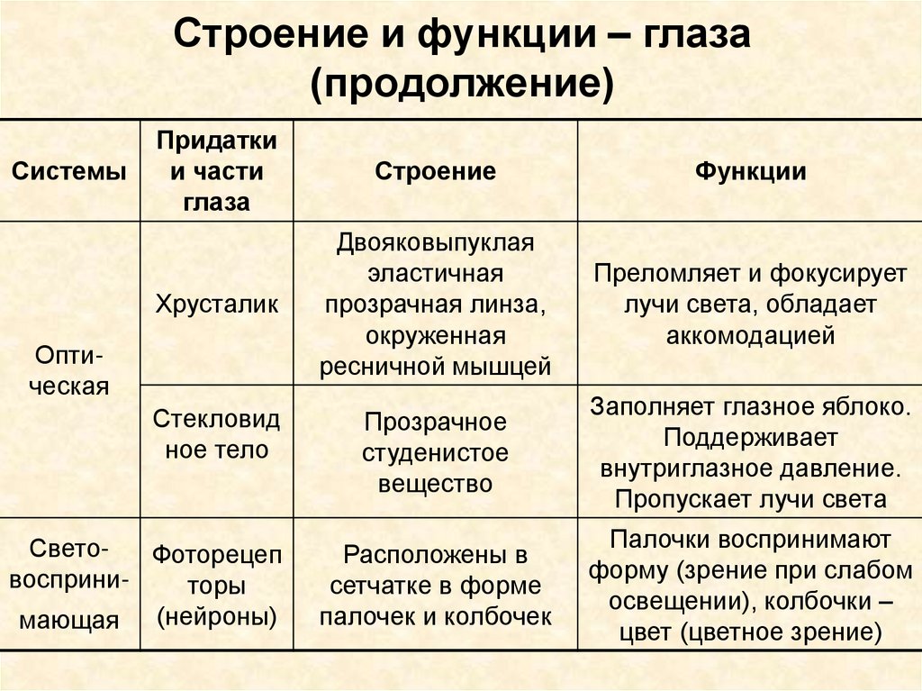 Отделы сенсорной системы. Сенсорные системы таблица. Сенсорные системы таблица строение и функции. Строение и функции глаза. Органы сенсорной системы и их функции.