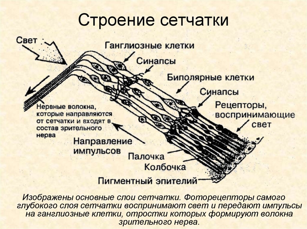 Слои сетчатки схема