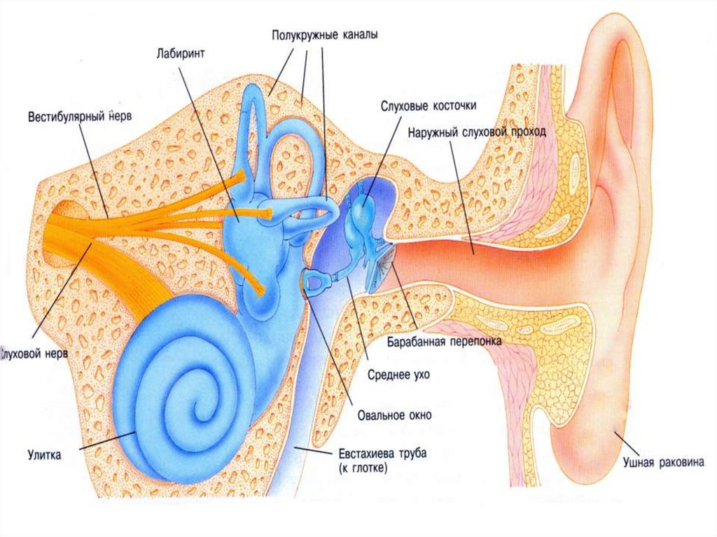 Особенность строения слухового прохода какую функцию. Анатомия и физиология уха слуховой анализатор. Анатомия звукового анализатора. Анатомия звуковоспринимающего аппарата слухового анализатора. Строение органа слуха.