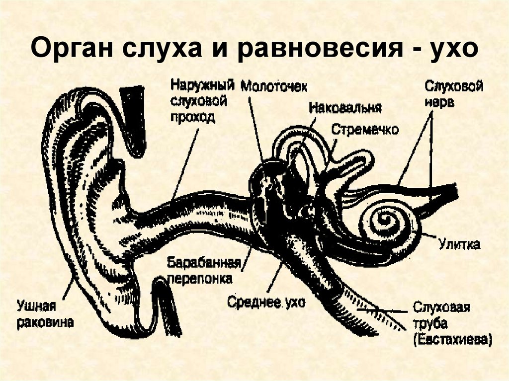 Задание орган слуха