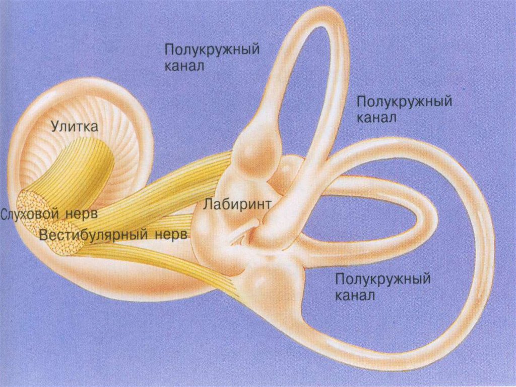 Три полукружных канала в ухе. Строение уха полукружные каналы. Строение полукружных канальцев. Вестибулярный аппарат 8 класс биология. Мешочки преддверия внутреннего уха.