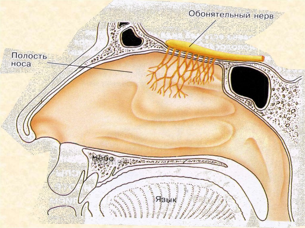 Анатомия обонятельный нерв схема