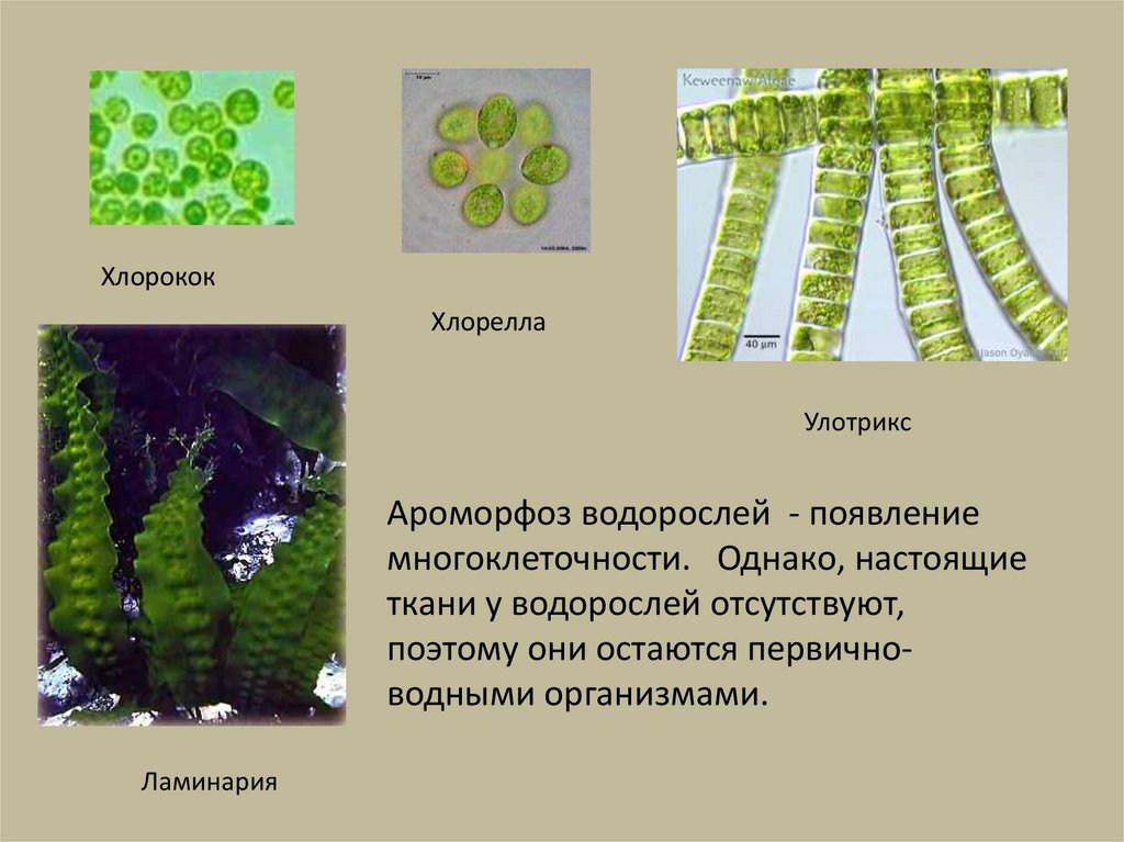 Презентация ароморфозы растений