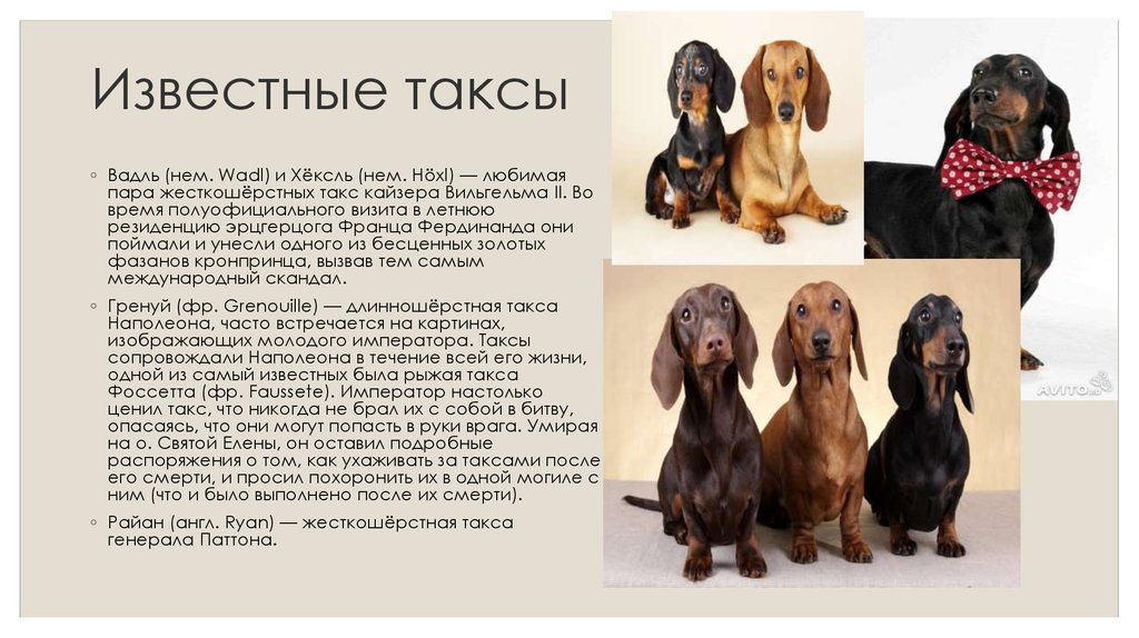 Рассмотрите фотографии собаки породы такса выберите характеристики