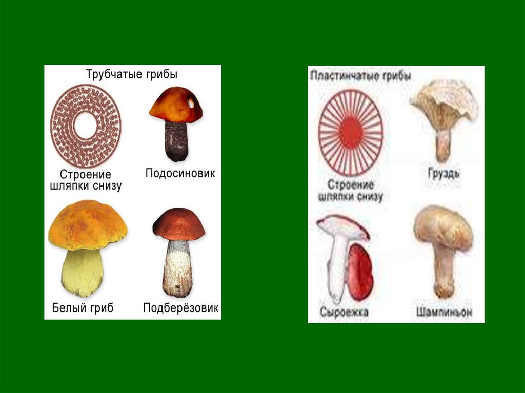 Таблица особенности строения пластинчатый гриб трубчатый гриб