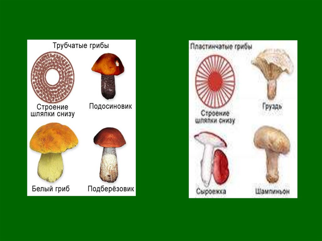 Съедобные шляпочные грибы