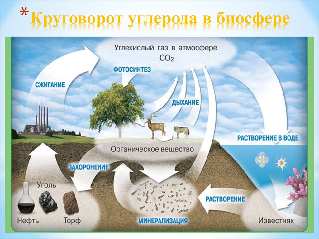 Презентация биосфера круговорот веществ в биосфере