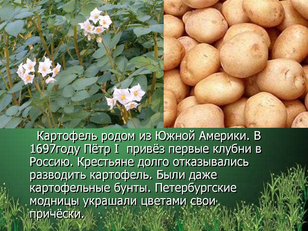 Предок картофеля. Картофель культурное растение. Сообщение о кукльтурном раст.