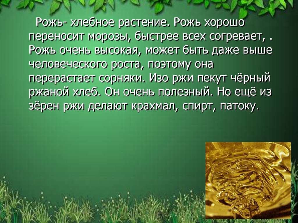 Класс ржи. Рожь презентация. Сообщение про рожь 3 класс окружающий мир. Рожь интересные факты. Доклад про рожь.